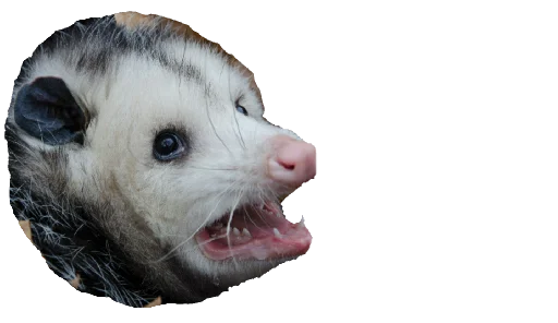 Стикерпак Possum style для Telegram