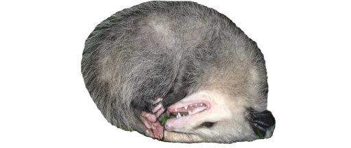 😴 Стикер «Possum style» для Telegram