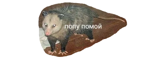 💩 Стикер «Possum style» для Telegram