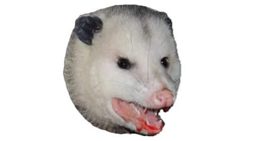 🍷 Стикер «Possum style» для Telegram