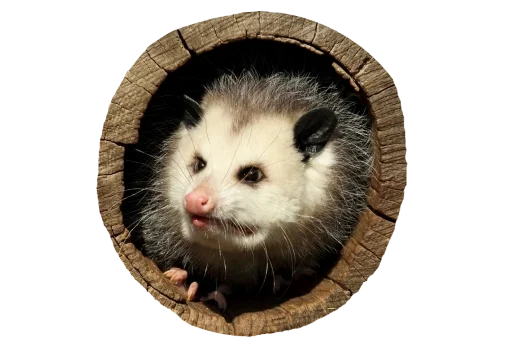 🙈 Стикер «Possum style» для Telegram