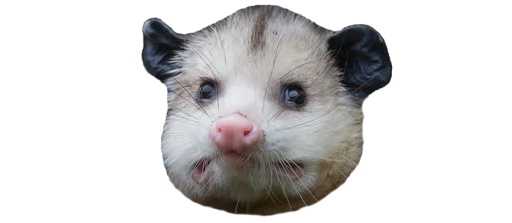 😟 Стикер «Possum style» для Telegram