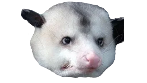 😕 Стикер «Possum style» для Telegram