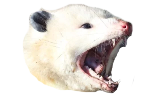 😠 Стикер «Possum style» для Telegram