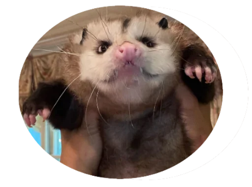 👐 Стикер «Possum style» для Telegram