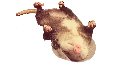 😪 Стикер «Possum style» для Telegram