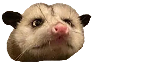 🙄 Стикер «Possum style» для Telegram