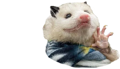 🖐 Стикер «Possum style» для Telegram