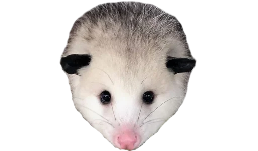 🥺 Стикер «Possum style» для Telegram