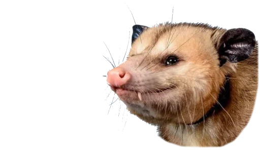 😊 Стикер «Possum style» для Telegram