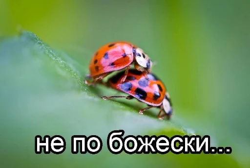 🐞 Стикер «уебанские открытки» для Telegram