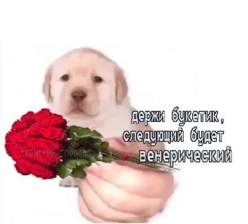 💐 Стикер «уебанские открытки» для Telegram