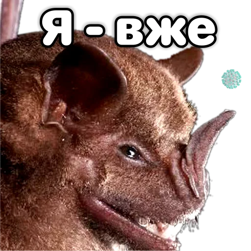 😏 Стикер «Поторочений кажан» для Telegram