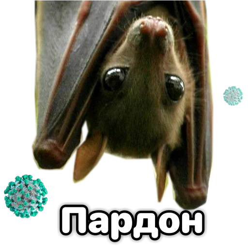 🥺 Стикер «Поторочений кажан» для Telegram