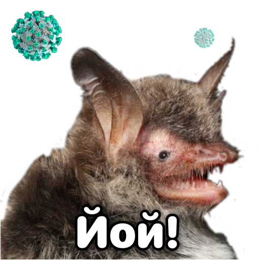 😯 Стикер «Поторочений кажан» для Telegram