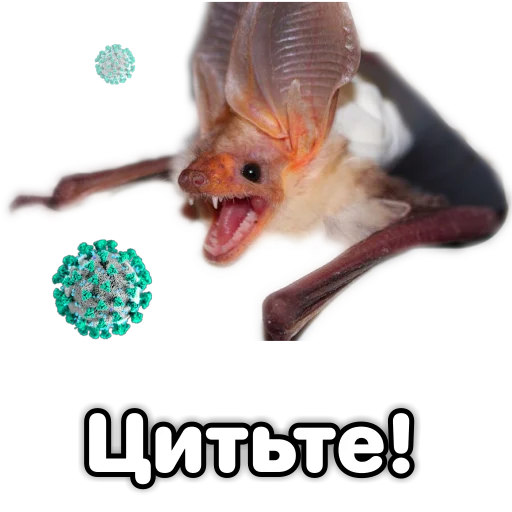 🤐 Стикер «Поторочений кажан» для Telegram