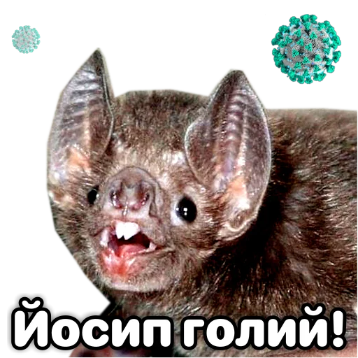 😳 Стикер «Поторочений кажан» для Telegram