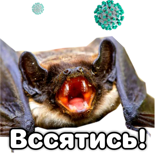 🤣 Стикер «Поторочений кажан» для Telegram