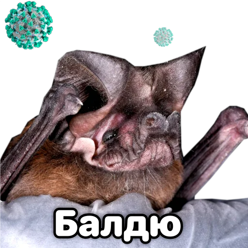 🤤 Стикер «Поторочений кажан» для Telegram