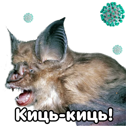 🐈 Стикер «Поторочений кажан» для Telegram