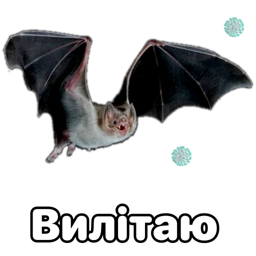 🦇 Стикер «Поторочений кажан» для Telegram