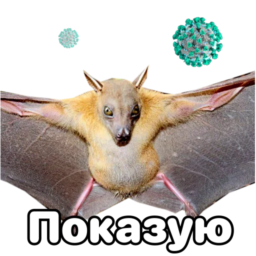 👁 Стикер «Поторочений кажан» для Telegram