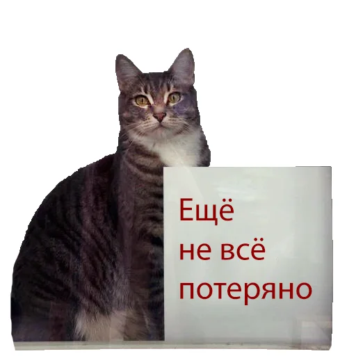 ✨ Стикер «Нищета и упадок» для Telegram