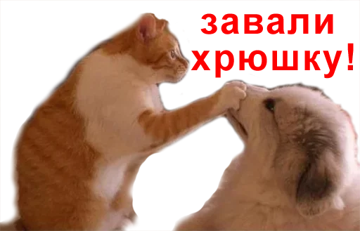 😠 Стикер «Повышаем гралус срача» для Telegram