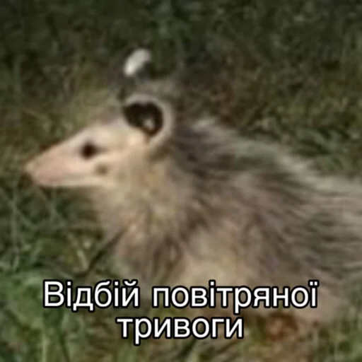 🥰 Стикер «Повітряна тривога» для Telegram