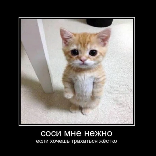 😍 Стикер «aliskaspiskoy» для Telegram
