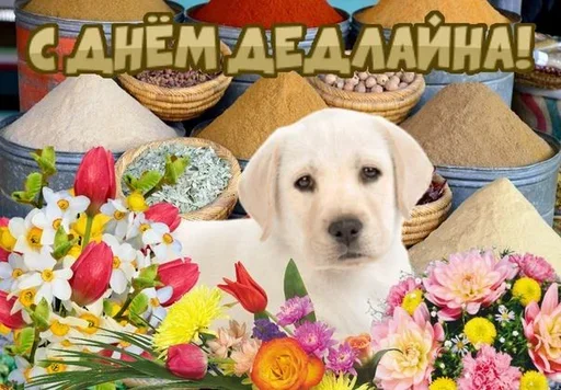 😛 Стикер «Поздравляю с Днём» для Telegram