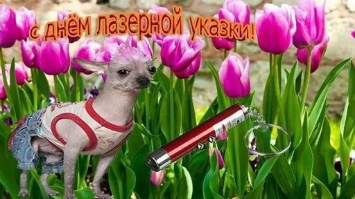 ☹️ Стикер «Поздравляю с Днём» для Telegram