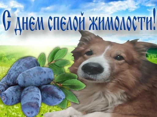 😀 Стикер «Поздравляю с Днём» для Telegram
