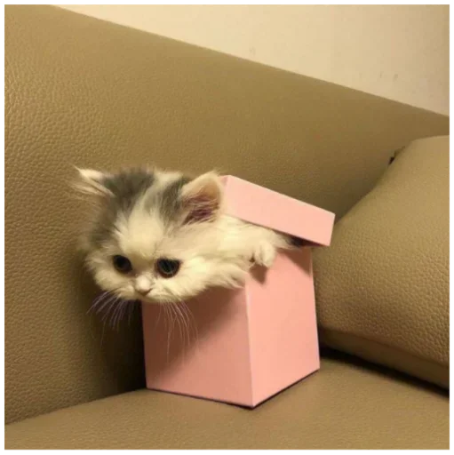 💒 Стикер «pqpqppqpqpqpqpqp» для Telegram