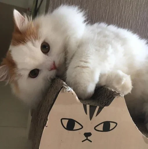 💒 Стикер «pqpqppqpqpqpqpqp» для Telegram