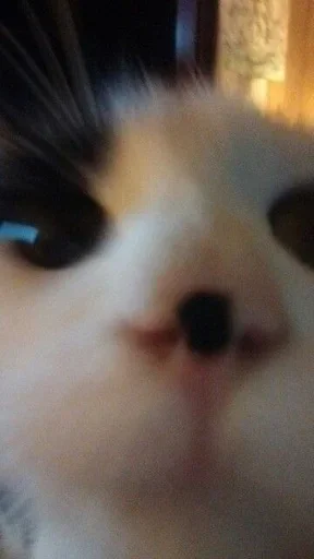 💒 Стикер «pqpqppqpqpqpqpqp» для Telegram
