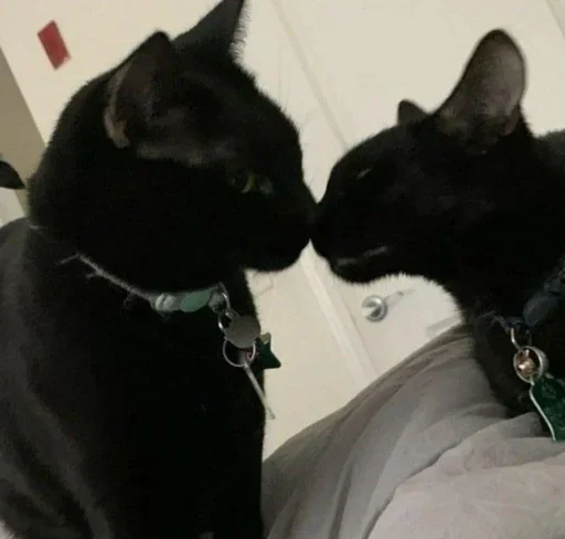 💒 Стикер «pqpqppqpqpqpqpqp» для Telegram