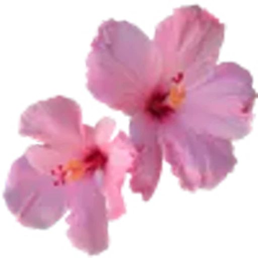 🪷 Эмодзи «prem d 78c 8» для Telegram