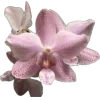 🤩 Эмодзи «prem d 78c 8» для Telegram