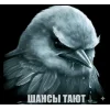 🤩 Эмодзи «Birds Memes» для Telegram