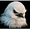 🤩 Эмодзи «Birds Memes» для Telegram