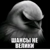 🤩 Эмодзи «Birds Memes» для Telegram