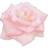 Стикер 54 Pink Black