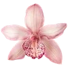 Стикер 41 Pink Black