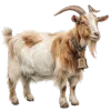 🐐 Эмодзи «Премудрости» для Telegram