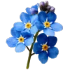 🌼 Эмодзи «Премудрости» для Telegram
