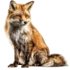 🦊 Эмодзи «Премудрости» для Telegram