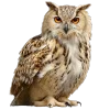 🦉 Эмодзи «Премудрости» для Telegram