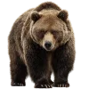 🐻 Эмодзи «Премудрости» для Telegram
