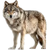 🐺 Эмодзи «Премудрости» для Telegram